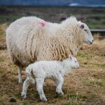 photo-of-mother-sheep-and-lamb-on-field-2127919