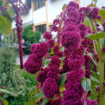 ImanjeLackovic_IMG_1214