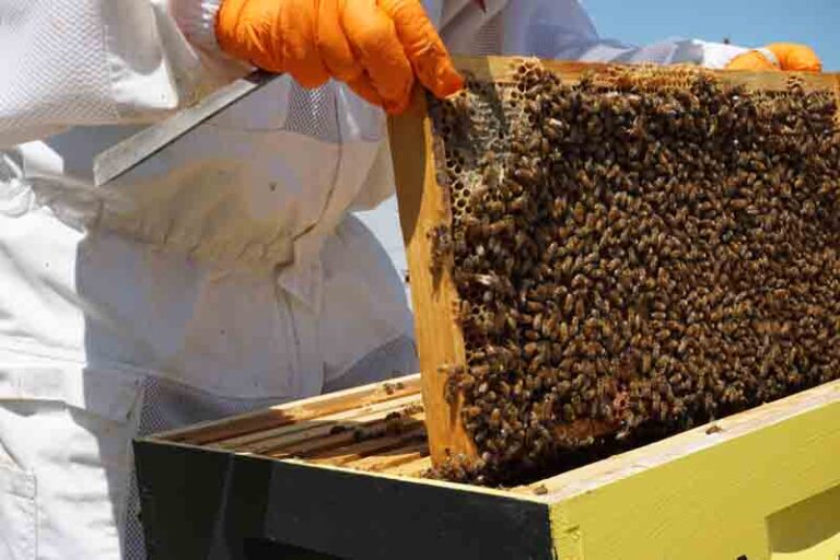 U e-savjetovanju Nacrt prijedloga Programa Školski medni dan s hrvatskih pčelinjaka za 2022.