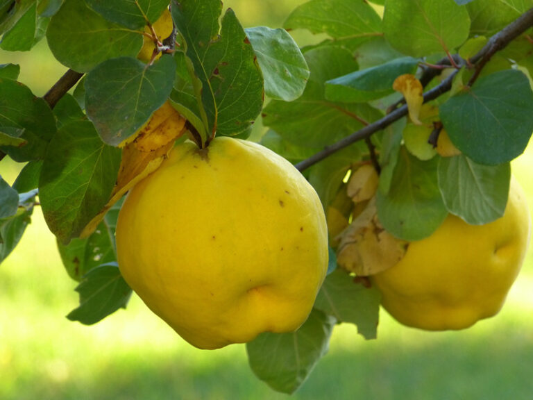 Umjesto dunje na ormaru – slatko od dunje je puno bolja opcija!
