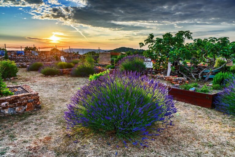 Pomiriši, doživi, kušaj! – prvi susret bilja i vina na Hvaru