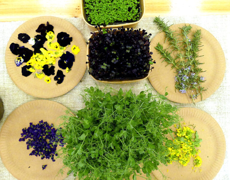 Radionica o jestivom cvijeću i mikrobilju na EKOTLON-u – Zdrava prehrana kao najbolja navika