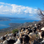 velebit 4