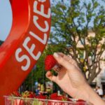 selce
