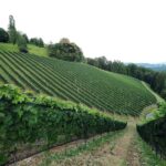 Weingut Adam-Lieleg (10)