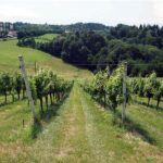 Weingut Kogl (4)