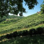 Weingut Schneeberger (1)