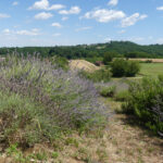lavander hills