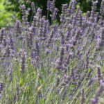 lavander hills