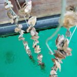 Ston, oyster farm Gusta Me, foto Nikola Zoko (18)